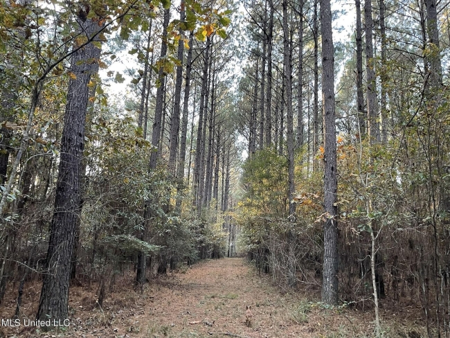 330 Acres of Recreational Land Morton, Mississippi, MS