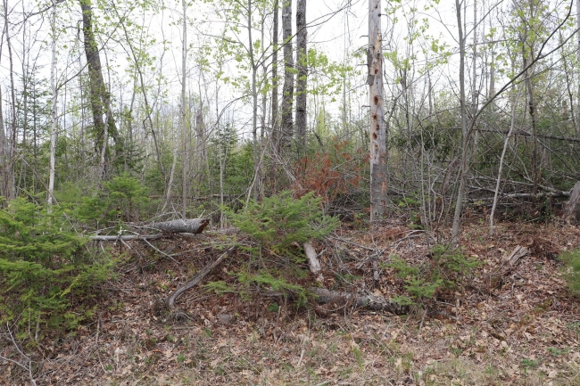 2.5 Acres of Residential Land Hampden, Maine, ME