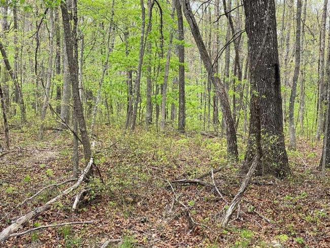 5 Acres of Residential Land Altamont, Tennessee, TN