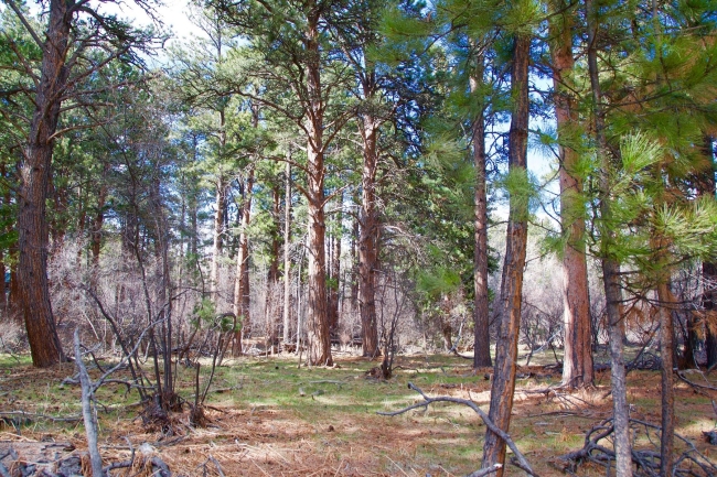 2.8 Acres of Residential Land Story, Wyoming, 