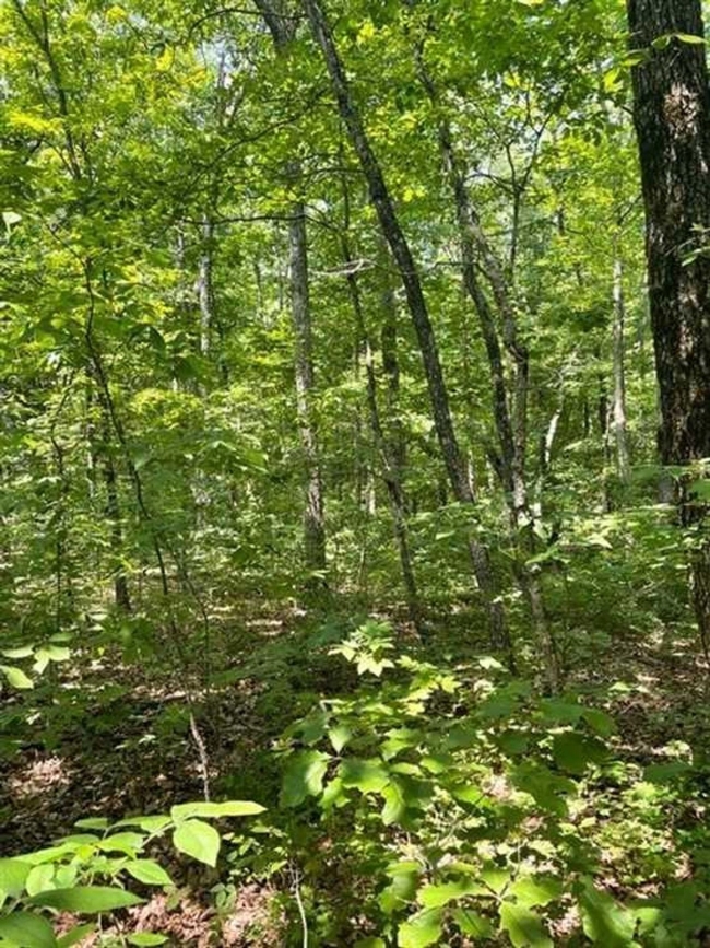 5.8 Acres of Residential Land Altamont, Tennessee, TN