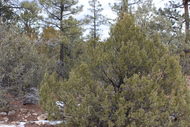 0.6 Acres of Residential Land Edgewood, New Mexico, NM