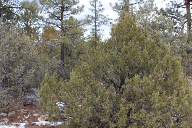 0.44 Acres of Residential Land Edgewood, New Mexico, NM