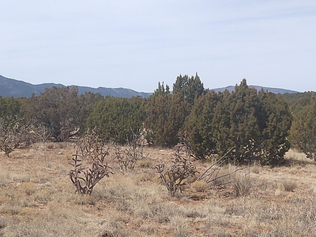 50.5 Acres of Land Mountainair, New Mexico, NM