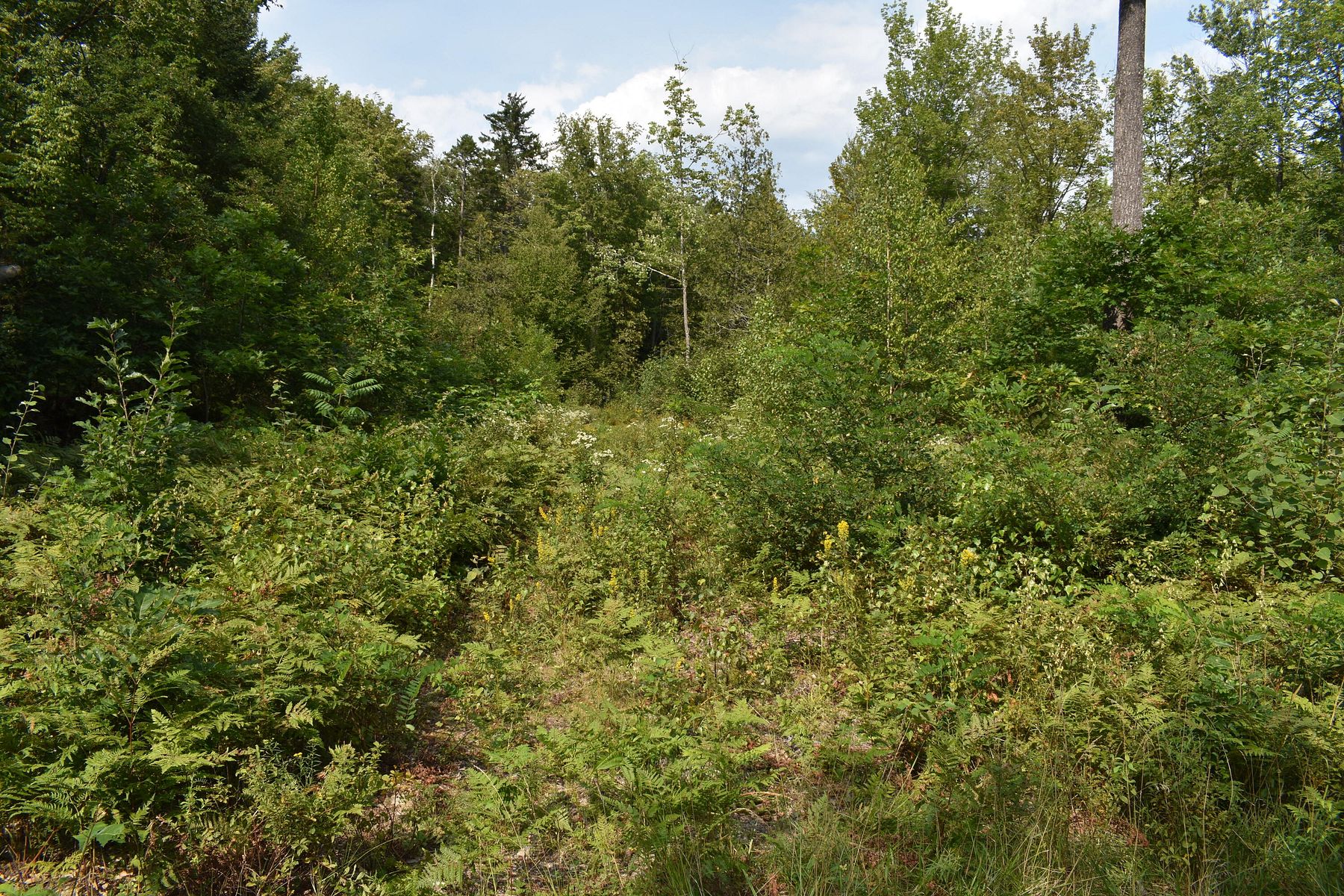 0.5 Acres of Land Lincoln, Maine, ME