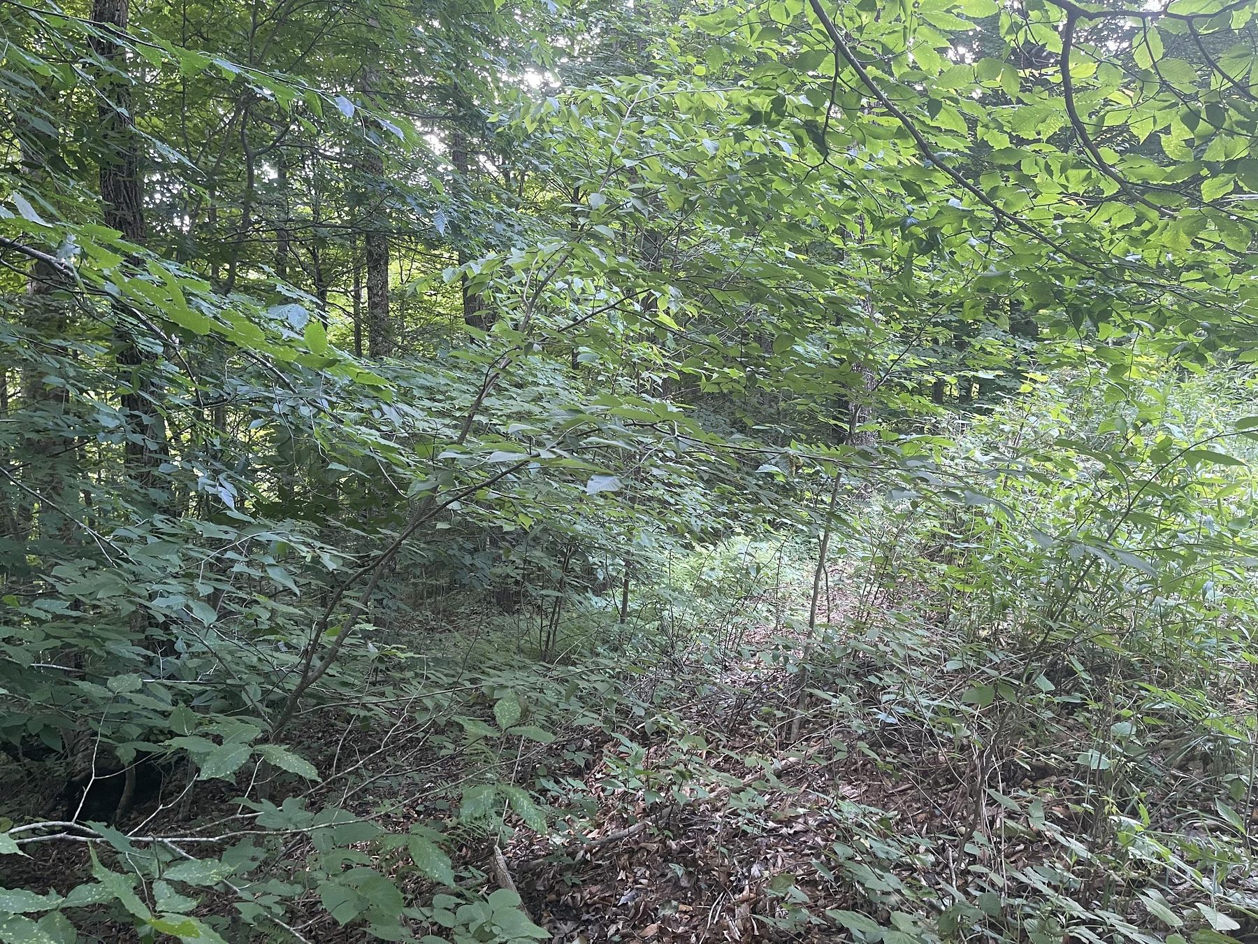 2.3 Acres of Land Slaty Fork, West Virginia, WV