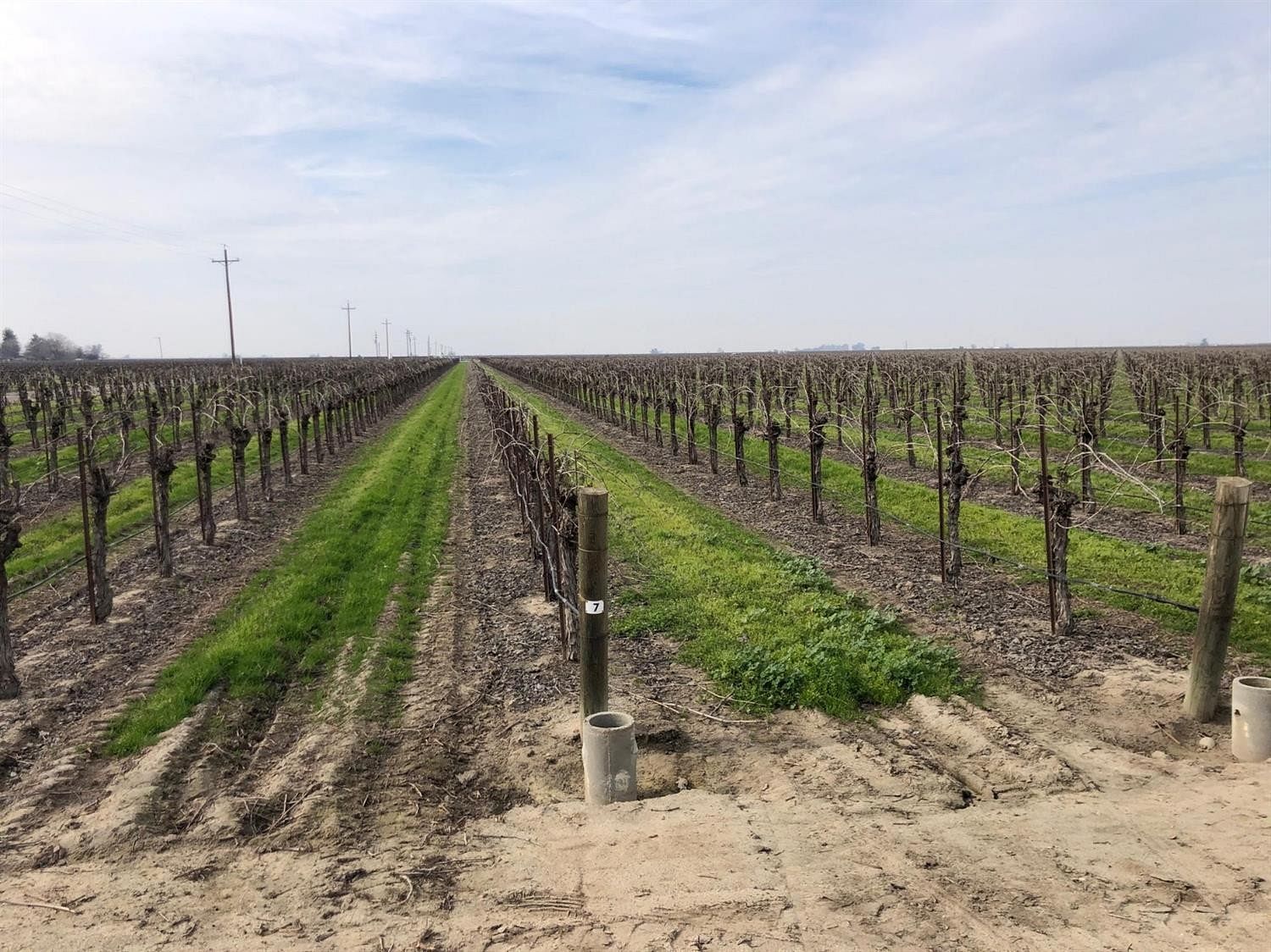 52.4 Acres of Agricultural Land Madera, California, CA