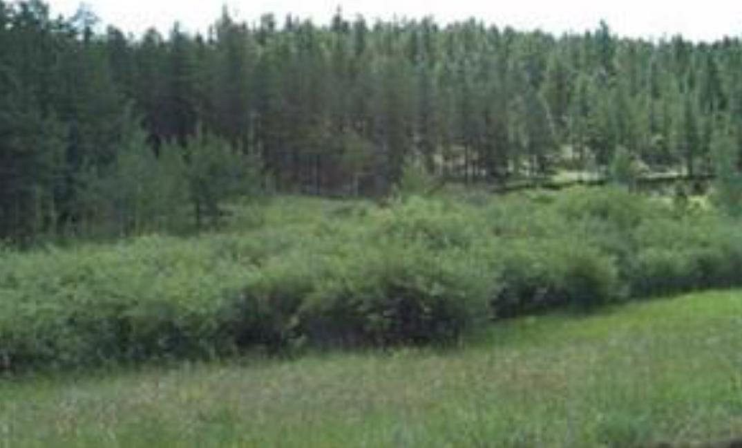 1 Acre of Recreational Land Florissant, Colorado, CO