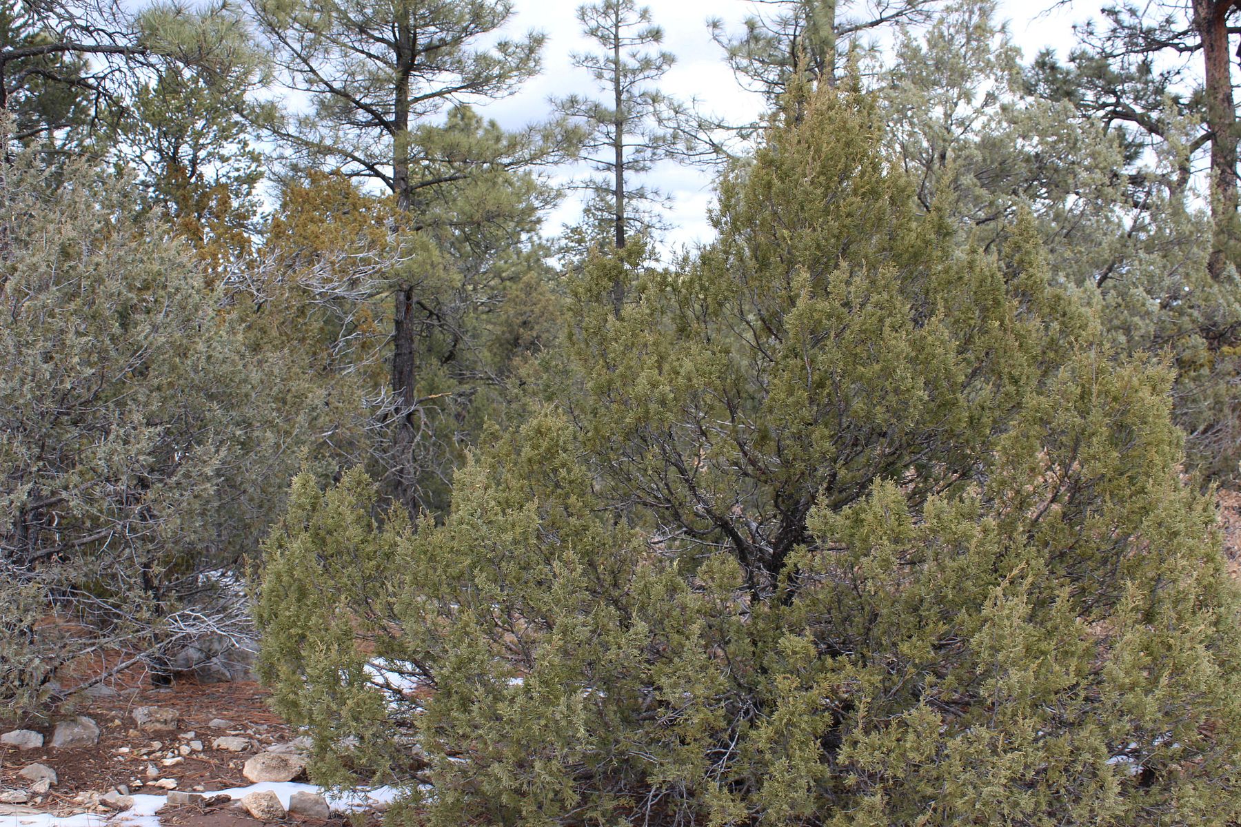 0.35 Acres of Residential Land Edgewood, New Mexico, NM