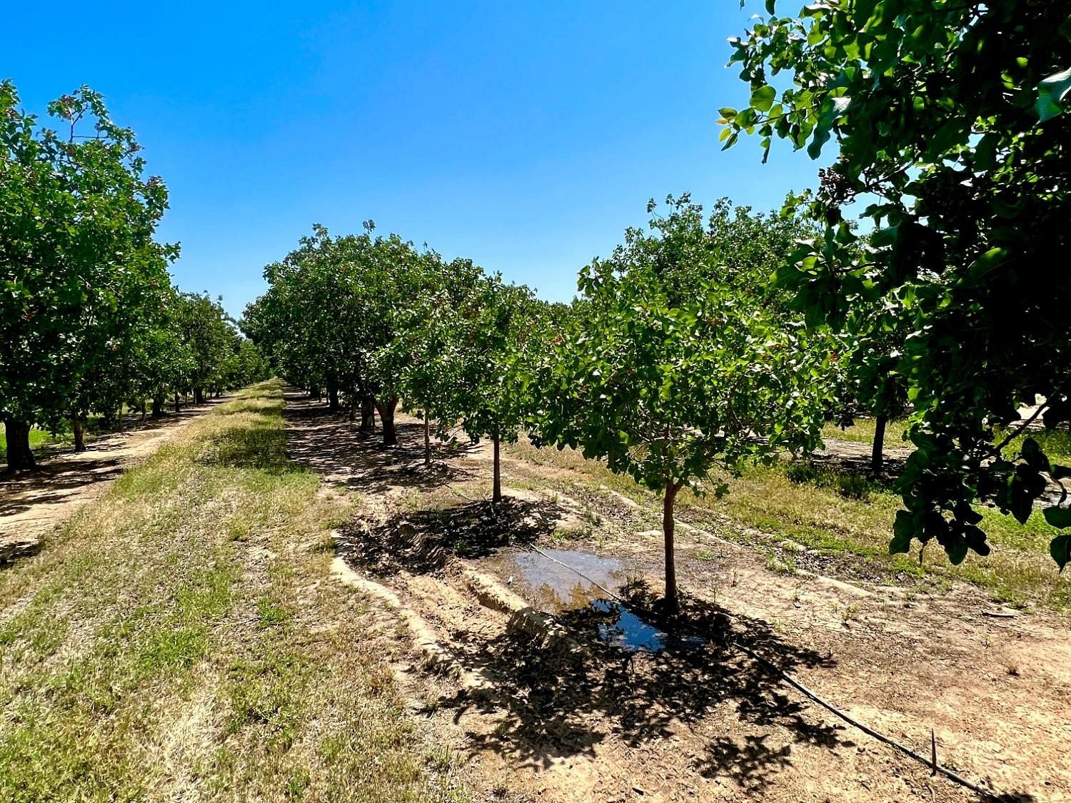 19.2 Acres of Agricultural Land Madera, California, CA