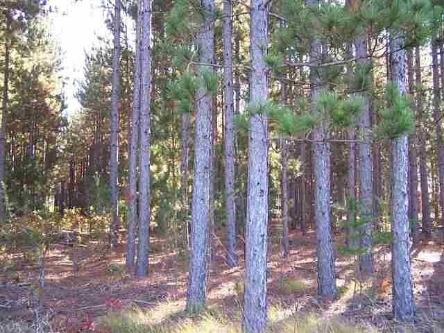2.5 Acres of Residential Land Necedah, Wisconsin, WI