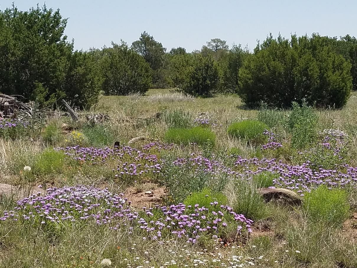 20 Acres of Land Tajique, New Mexico, 