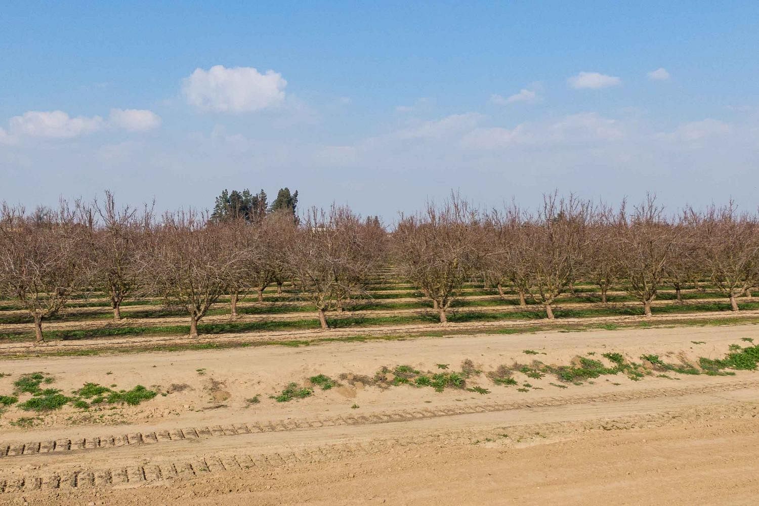 38 Acres of Agricultural Land Fresno, California, CA
