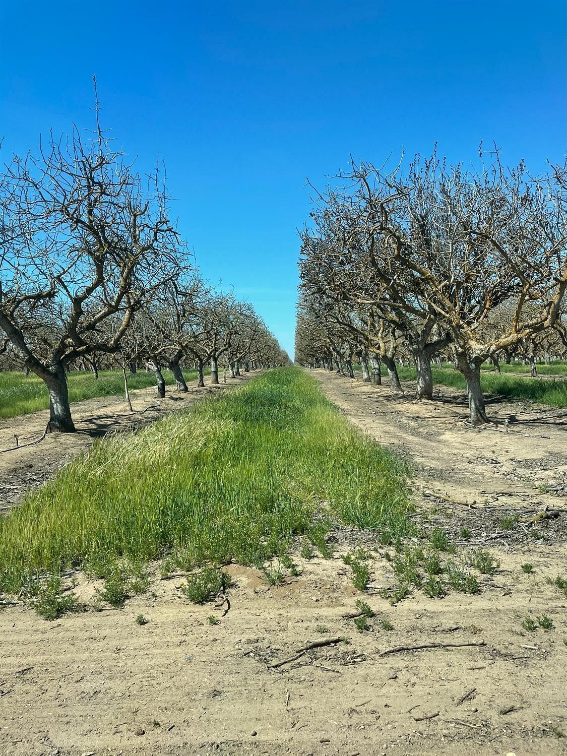 20 Acres of Agricultural Land Madera, California, CA