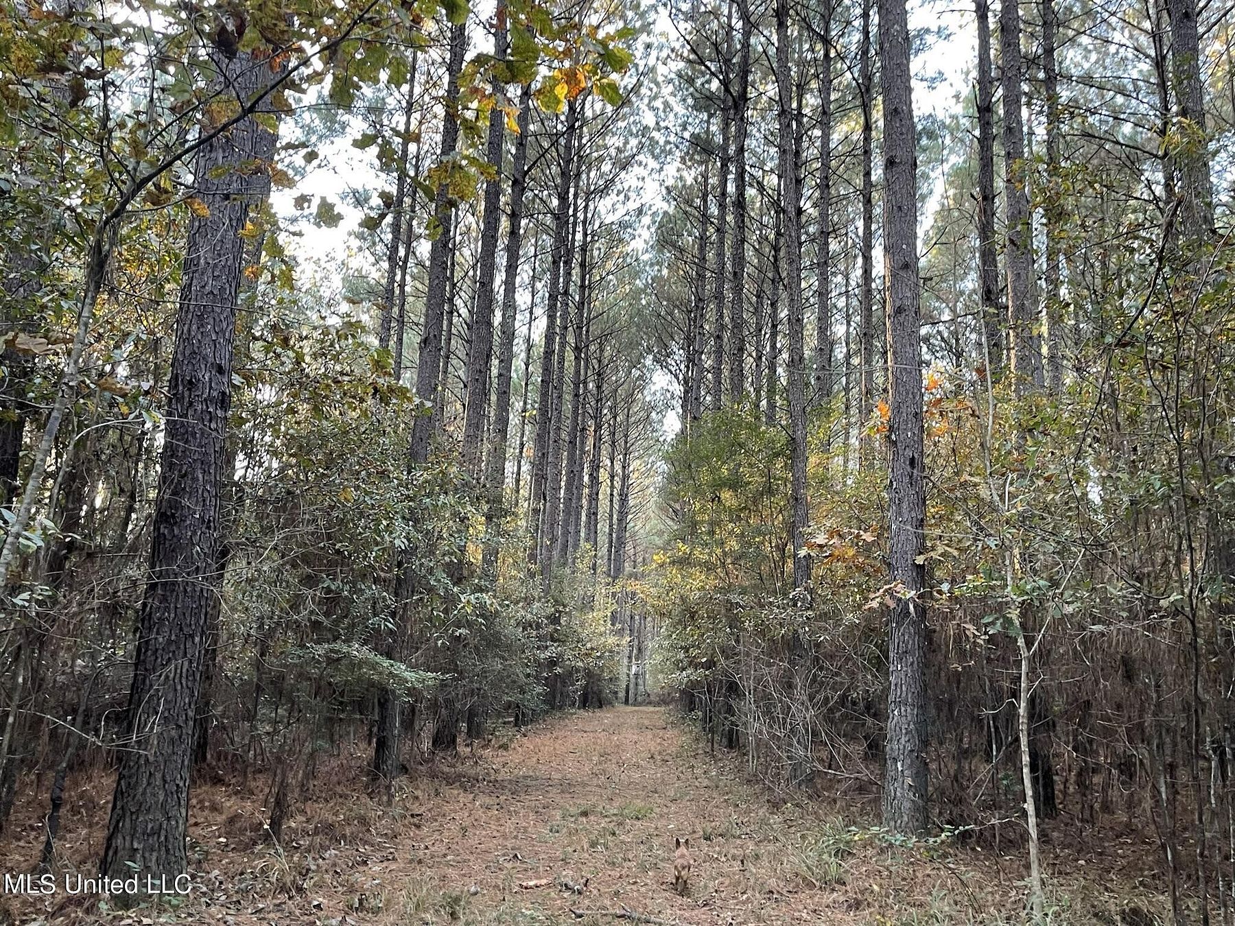 330 Acres of Recreational Land Morton, Mississippi, MS