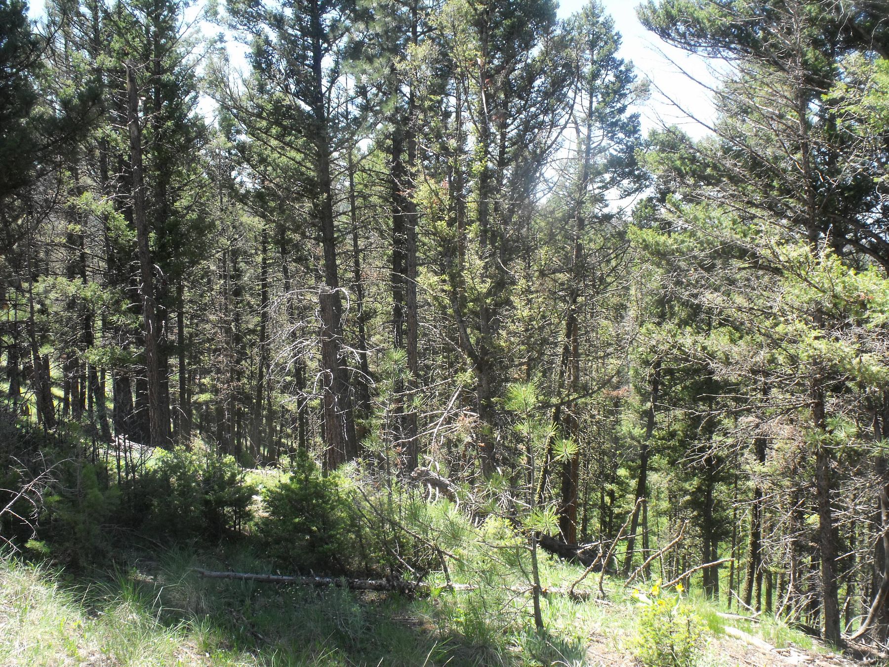 11.6 Acres of Land Townsend, Montana, MT