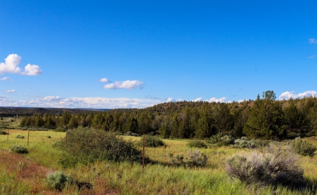 Escape the City on Nearly an Acre of Majestic Pines in Beautiful Modoc County, CA!