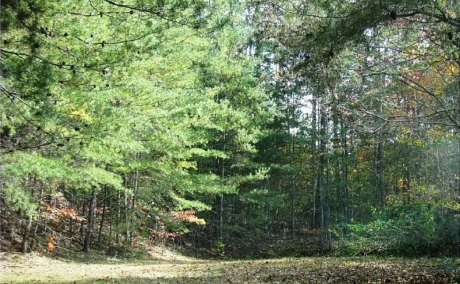 Amazing 0.52 acre lot in Murphy, NC with power and water available